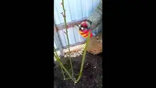 Как обрезать розы весной. Весенняя обрезка роз!