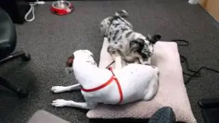 Yokas and Tyco Play 1