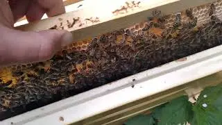сравнение майской олдскульной карники и бакфаста сахарики...