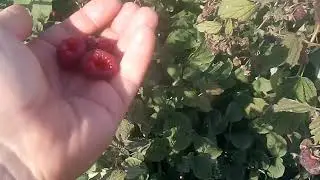Продам саженци малины и клубники
