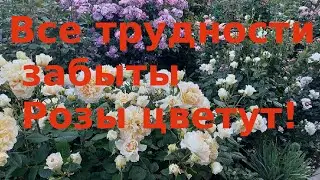 Розы  Шесть лет труда и результат
