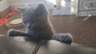 Oli three month old British short-haired very playfull cat.