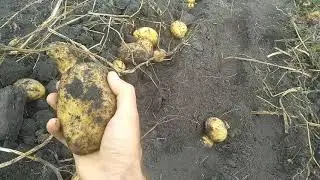 Сорт картоплі Богатир