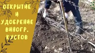 Открытие и удобрение виноградных кустов.