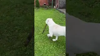 Какая же она повторюшка то боксерская груша, теперь топор🫣🙌