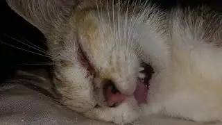 kucing lucu ambar sayang