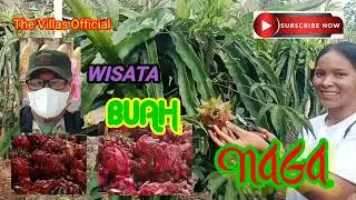 WISATA BUAH NAGA PETIK SENDIRI BERASTAGI KARO
