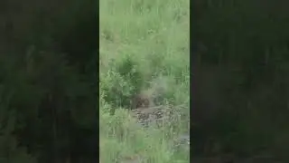Love that sound! #huntshootlive #groundhogs #groundhoghunting #pestcontrol #huntlife #hunting #hunt