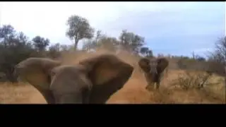 Elephant ATTACKS Safari Jeep   EXCLUSIVE Footage Never Before Seen]