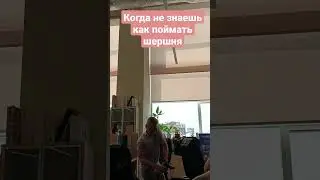 Шершень залетел в офис, и как выгнать этого зверя?