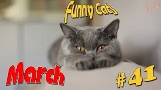 Коты Приколы.