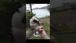 Meet Kev the Kooki- Taming wild Kookaburras | #Shorts #birds #wildlife #fyp #funny #australia