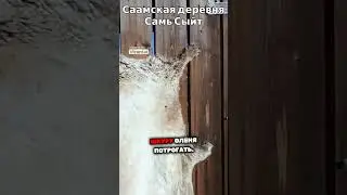 Саамская деревня Самь Сыйт
