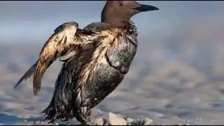 Derrames de petróleo
