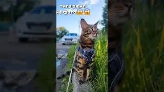 реально тигр #cat #бенгал #котики #бенгальскаякошка #кот #catlover #котик #kitten #кошка #кошки