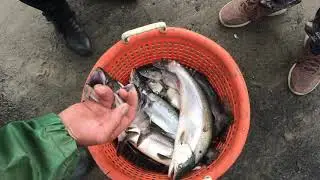 Just took one of our net out
