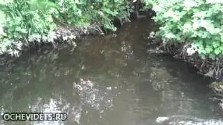 Спасение утят / rescue ducklings