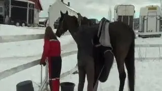 Caballos se comunican señalando símbolos