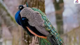 Birds Video #trending #2024