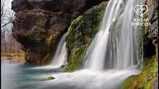 ЖИВАЯ ПРИРОДА,
