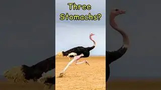 Five Unbelievable Facts About Ostrich  