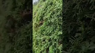 Kodaikanal | Ride with friends