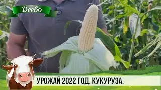 Урожай 2022 год. Кукуруза