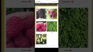 Напоминание! Продажа саженцев ежевики до 30 июня#shorts
