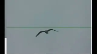 Bird detection tracking and counting using image processing