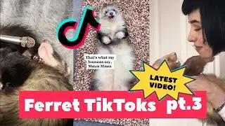 FERRETS Taking Over TikTok : FUNNIEST Trending pt. 3