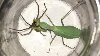 Praying Mantis Vs. Six-Eyed Spider