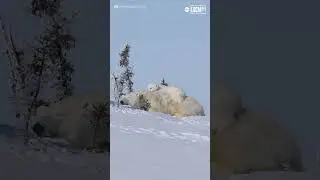 Polar bear cubs gets comfortable for nap on top of mom