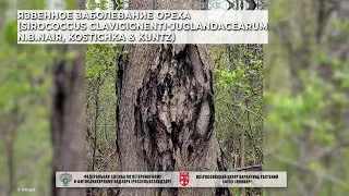 Язвенное заболевание ореха (Sirococcus clavigignenti-juglandacearum N.B.Nair, Kostichka & Kuntz)