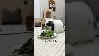 The only food chewing sound I love hearing | Bunny ASMR 🐰🥗