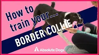 How to Train Your Border Collie