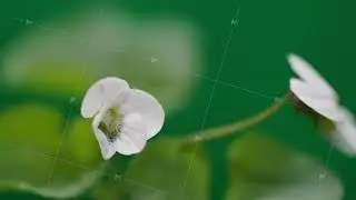white viola spring flowers blooming, opening its blossom, germination time lapse, isolated on black