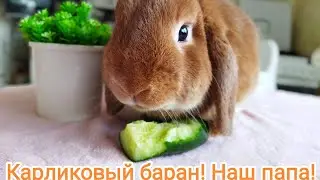 Карликовый баран! Мальчик! Брутальный заяц😎😎😎