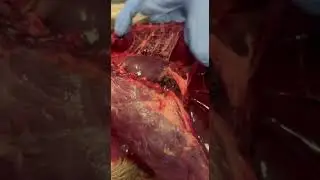 Спайки #anatomy #vet #biology #animals