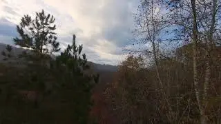 Treetop Soaring: A Relaxing Minute in the Woods (Cinematic FPV)