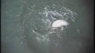 Teste fita VHS