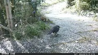 IMG 0050