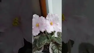 Фиалка новинка сорт 2023 года #shorts