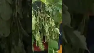 Africa magic