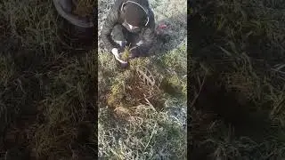Только начали копать, а уже по монете! Коп монет с металлоискателем
