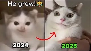Where are the Legendary Cat Memes NOW? (Then & Now)