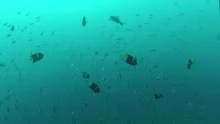 Artquatic Baja California Day 4