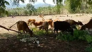 SOLUSI PAKAN TERNAK DI MUSIM KEMARAU