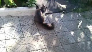 Кот и мыш
