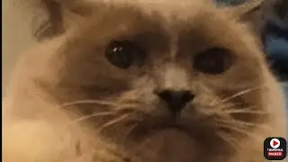 самое тупое видио