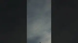 БЕЛАРУСЬ ГОНЯЕТ СВОИХ ГОЛУБЕЙ.